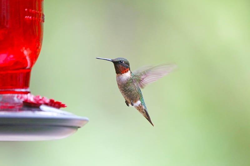Bird Feeder from a Milk Jug